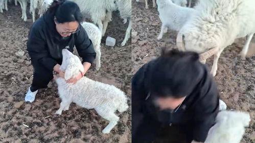 羊圈真实爆料视频下载,真实事件背后的惊人内幕 第2张 羊圈真实爆料视频下载,真实事件背后的惊人内幕 第2张